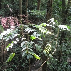 Polyscias mollis at Syndicate, QLD - 2 Feb 2015 03:00 PM