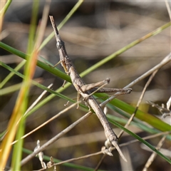 Heide amiculi (Heath Matchstick) at Tallong, NSW - 19 Mar 2025 by RobG1