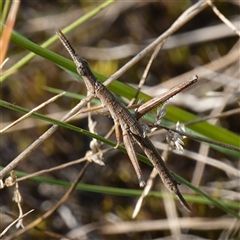 Heide amiculi at Tallong, NSW - 19 Mar 2025 04:08 PM