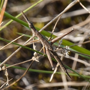 Heide amiculi at Tallong, NSW - 19 Mar 2025 04:08 PM