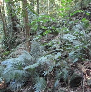 Polyscias mollis at Syndicate, QLD - 28 Oct 2014 03:33 PM