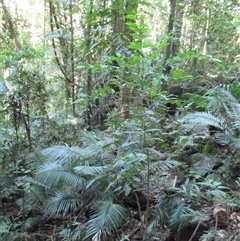 Polyscias mollis at Syndicate, QLD - 28 Oct 2014 03:33 PM