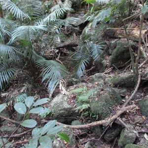 Polyscias mollis at Syndicate, QLD - 28 Oct 2014 03:33 PM