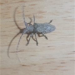 Ancita sp. (genus) at Tyndale, NSW - 23 Mar 2025 08:07 PM