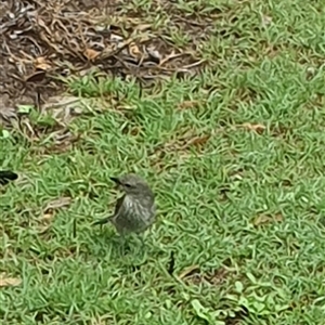 Colluricincla harmonica at Iluka, NSW - 24 Mar 2025 12:43 PM