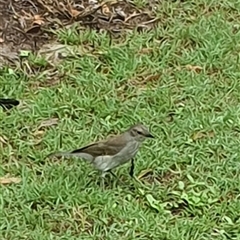 Colluricincla harmonica at Iluka, NSW - 24 Mar 2025 12:43 PM