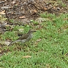 Colluricincla harmonica at Iluka, NSW - 24 Mar 2025 12:43 PM