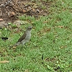 Colluricincla harmonica at Iluka, NSW - 24 Mar 2025 12:43 PM