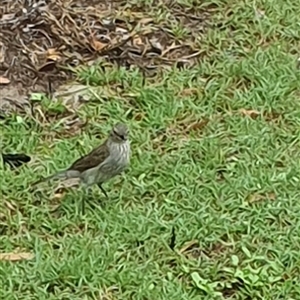 Colluricincla harmonica at Iluka, NSW - 24 Mar 2025 12:43 PM