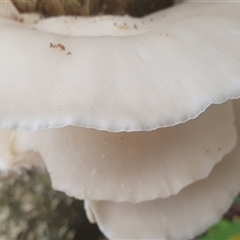 Unverified at suppressed - suppressed