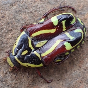 Eupoecila australasiae at Ballyroe, NSW - suppressed