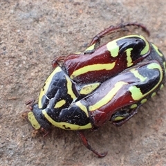 Eupoecila australasiae at suppressed - suppressed