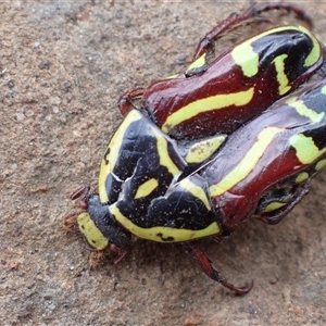 Eupoecila australasiae at Ballyroe, NSW - suppressed