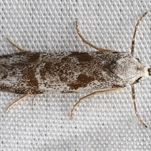 Oxythecta hieroglyphica at Bulli, NSW - 22 Mar 2025 10:37 PM