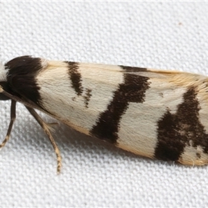 Lepidoscia characota at Bulli, NSW - 22 Mar 2025 09:09 PM