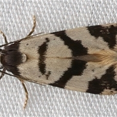 Lepidoscia characota at Bulli, NSW - 22 Mar 2025 09:09 PM