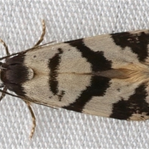 Lepidoscia characota at Bulli, NSW - 22 Mar 2025 09:09 PM