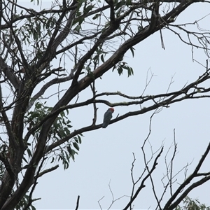 Callocephalon fimbriatum at Kanangra, NSW - suppressed