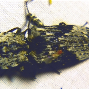 Elateridae (family) at Bolivia, NSW - suppressed