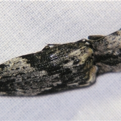 Elateridae (family) at Bolivia, NSW - suppressed