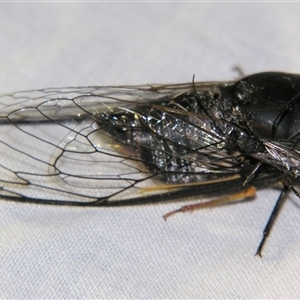 Psaltoda plaga at Bolivia, NSW - suppressed