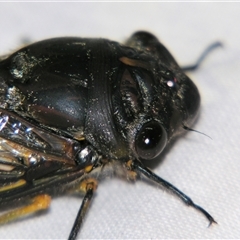 Psaltoda plaga at Bolivia, NSW - suppressed
