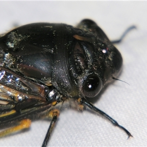 Psaltoda plaga at Bolivia, NSW - suppressed