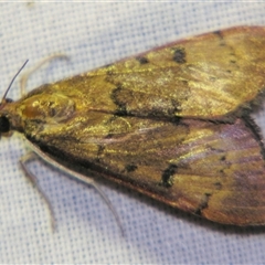 Unidentified Pyralid or Snout Moth (Pyralidae & Crambidae) by PJH123