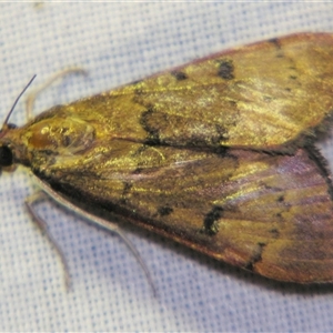 Uresiphita ornithopteralis at Bolivia, NSW - suppressed