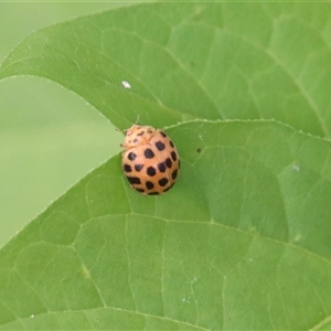 Epilachna sp. (genus) (a ladybird beetle) at Alpine, NSW - 3 Feb 2025 by JanHartog