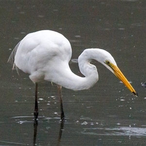 Ardea alba at Lower Portland, NSW - 23 Mar 2025 by BlundellsSwamp