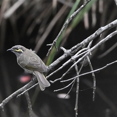 Caligavis chrysops (Yellow-faced Honeyeater) at Thirlmere, NSW - 22 Mar 2025 by Freebird