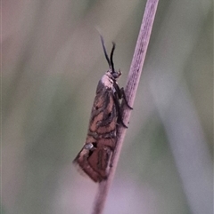 Glyphipterix cyanochalca (A sedge moth) at Bungendore, NSW by clarehoneydove