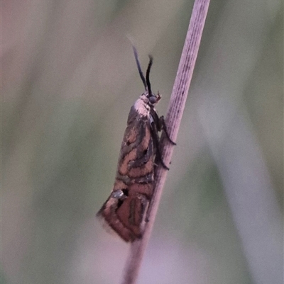 Glyphipterix cyanochalca (A sedge moth) at Bungendore, NSW by clarehoneydove