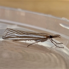 Hednota grammellus (Hednota grammellus) at Yass River, NSW - Yesterday by SenexRugosus