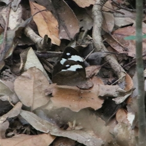 Heteronympha mirifica at Jamberoo, NSW - 22 Feb 2025 01:50 PM