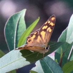 Heteronympha banksii at Alpine, NSW - 13 Mar 2025 by JanHartog