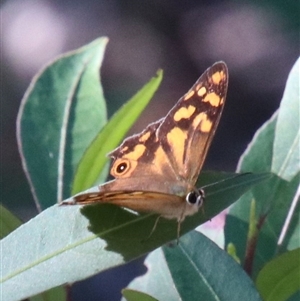 Heteronympha banksii at Alpine, NSW - 13 Mar 2025 by JanHartog