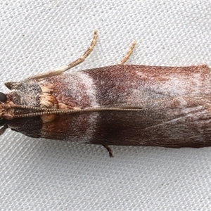 Addyme ferrorubella at Bulli, NSW - 22 Mar 2025 11:03 PM