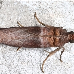 Addyme ferrorubella at Bulli, NSW - 22 Mar 2025 11:03 PM