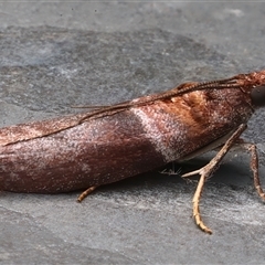 Addyme ferrorubella at Bulli, NSW - 22 Mar 2025 11:03 PM