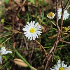 Brachyscome rigidula at Manar, NSW - 20 Mar 2025 11:30 AM