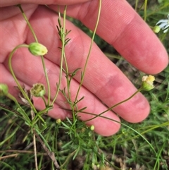 Brachyscome rigidula at Manar, NSW - 20 Mar 2025 11:30 AM