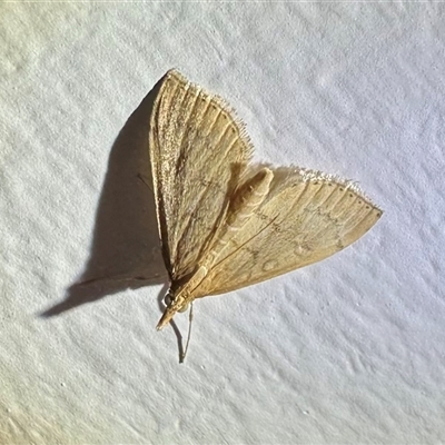 Metasia dicealis (Spilomelinae, Crambidae) at Reid, ACT - 15 Feb 2025 by Pirom