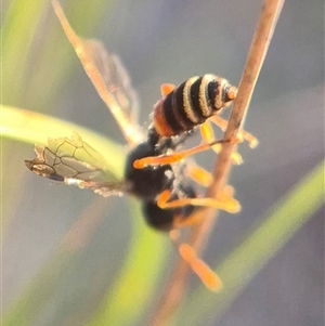 Cerceris sp. (genus) at Bungendore, NSW - suppressed