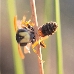 Cerceris sp. (genus) at Bungendore, NSW - suppressed
