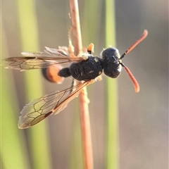 Cerceris sp. (genus) at Bungendore, NSW - suppressed