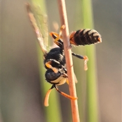Cerceris sp. (genus) at Bungendore, NSW - suppressed
