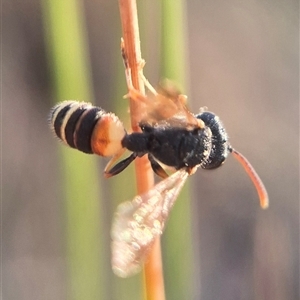 Cerceris sp. (genus) at Bungendore, NSW - suppressed