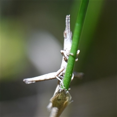 Heide amiculi at Fitzroy Falls, NSW - 17 Mar 2025 02:01 PM